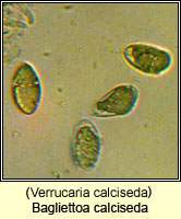 Bagliettoa calciseda