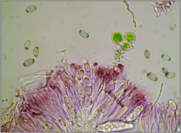 Caloplaca phlogina