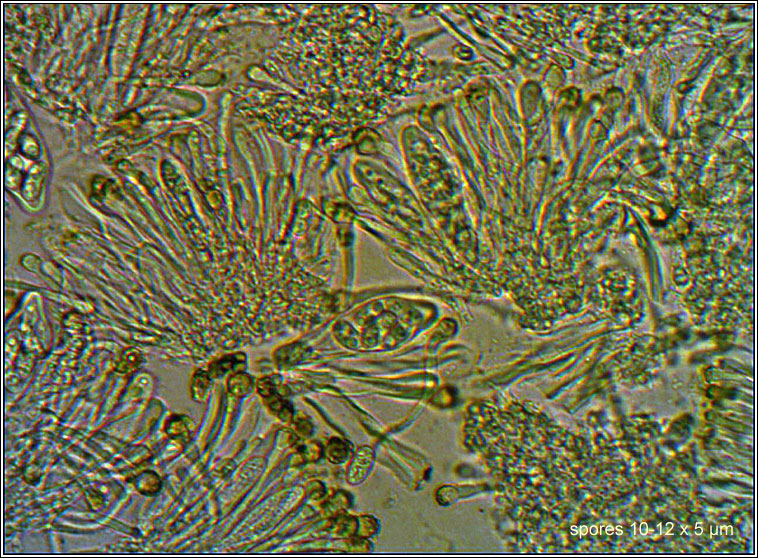 Caloplaca phlogina