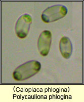 Polycauliona phlogina (Caloplaca phlogina)