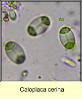 Caloplaca cerina