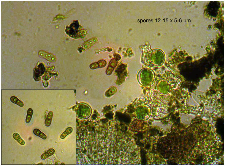 Abrothallus bertianus