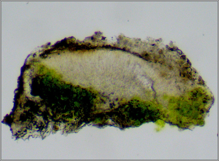 Lecanora hagenii