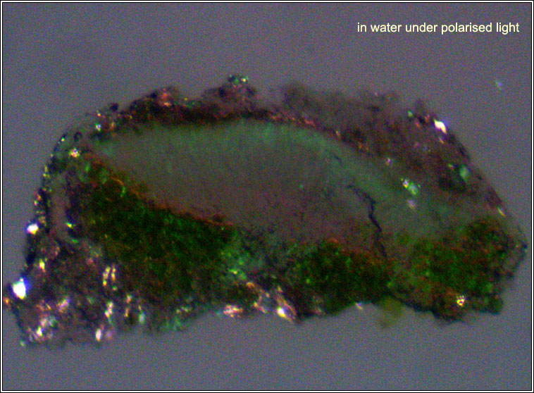 Lecanora hagenii