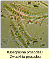 Zwackhia prosodea (Opegrapha prosodea)