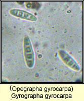 Gyrographa gyrocarpa (Opegrapha gyrocarpa)