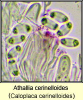 Athallia cerinelloides (Caloplaca cerinelloides)s