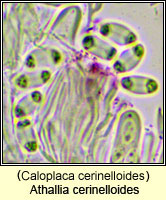 Athallia cerinelloides (Caloplaca cerinelloides)s