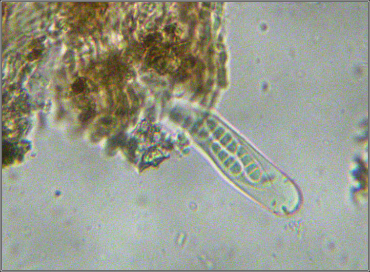 Opegrapha rupestris, spores