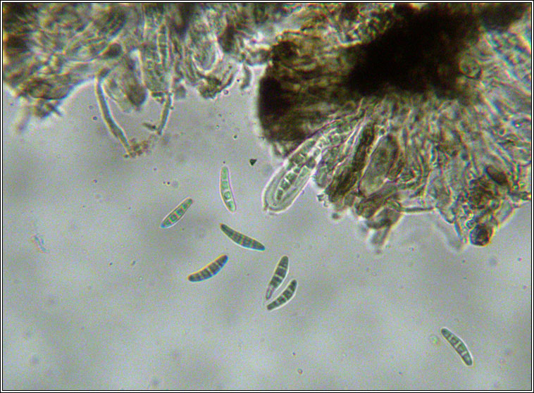 Opegrapha herbarum, spores