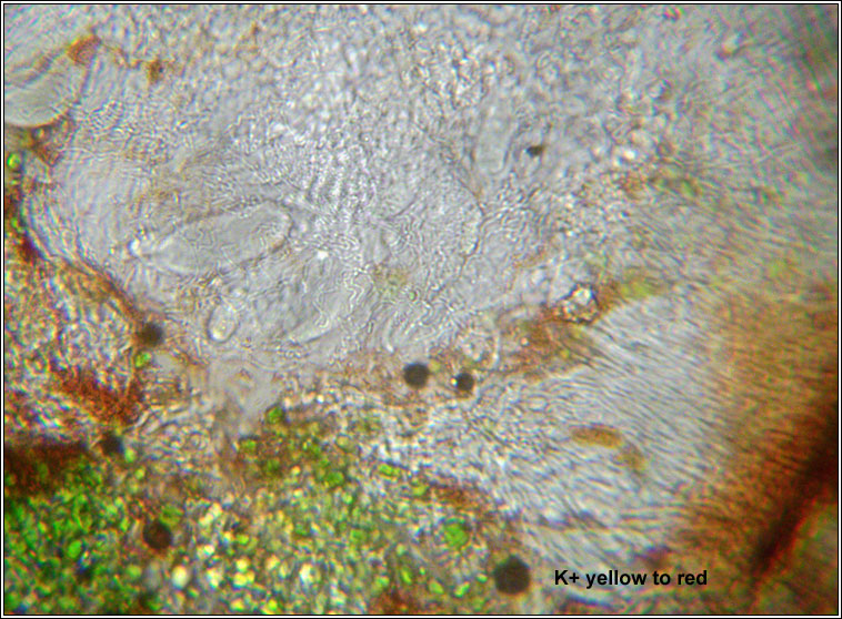 Myriospora smaragdula, Acarospora smaragdula