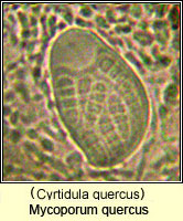 Mycoporum quercus (Cyrtidula quercus)