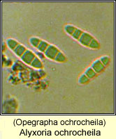 Alyxoria ochrocheila (Opegrapha ochrocheila)