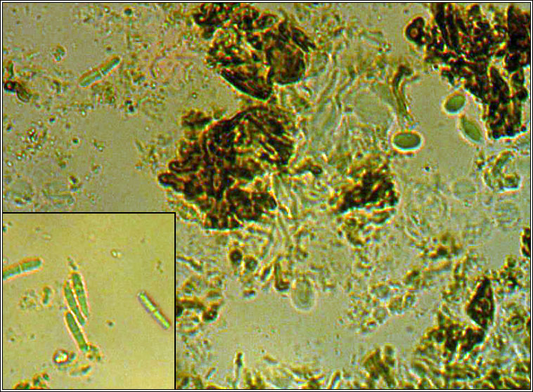 Stigmidium congestum