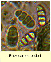 Rhizocarpon oederi