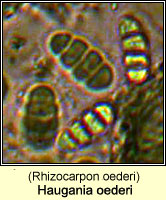 Haugania oederi (Rhizocarpon oederi)