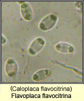 Flavoplaca flavocitrina (Caloplaca flavocitrina)