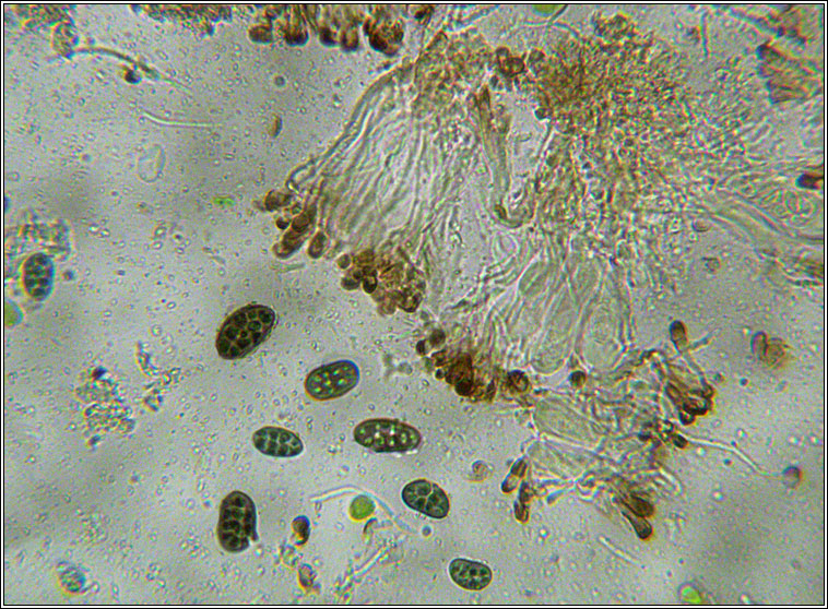 Diplotomma chlorophaeum