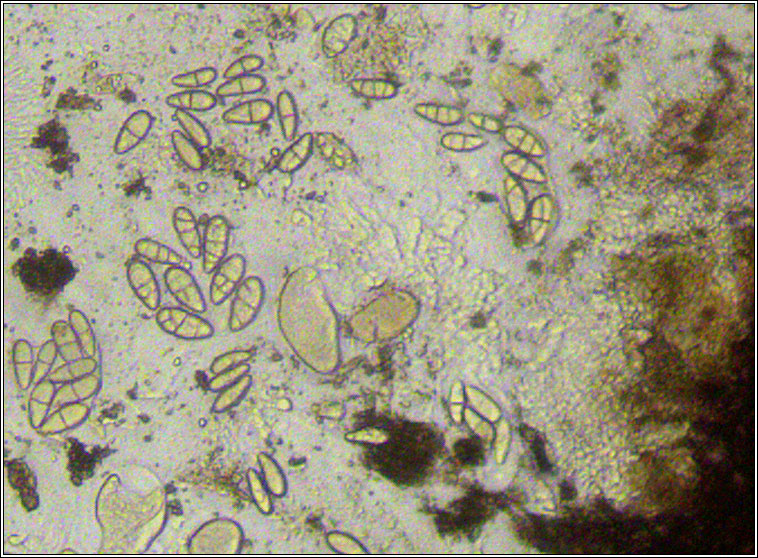 Polyblastia dermatodes