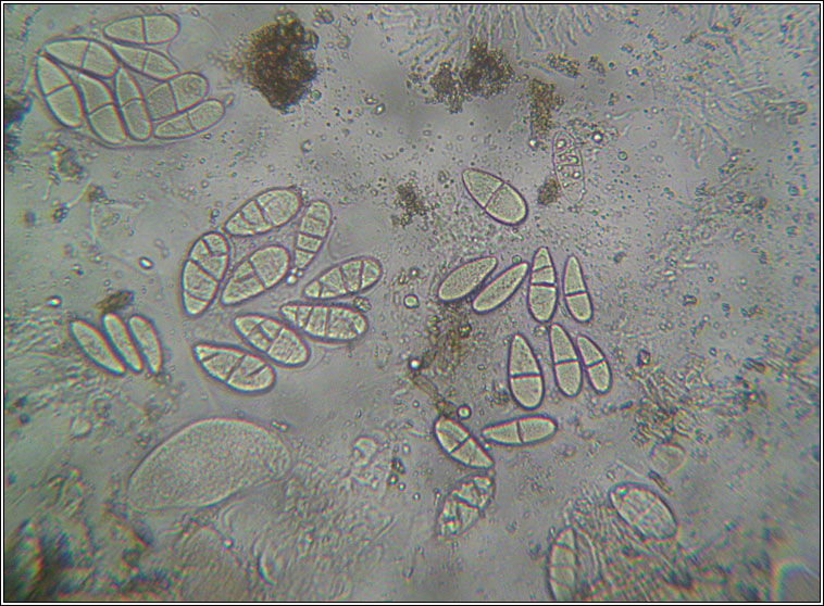 Polyblastia dermatodes