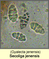 Secoliga jenensis (Gyalecta jenensis)