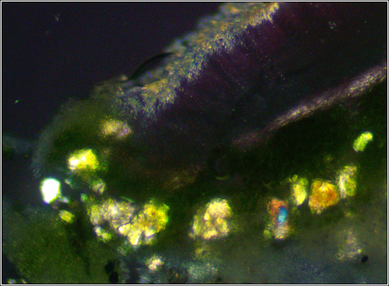 Lecanora hybocarpa