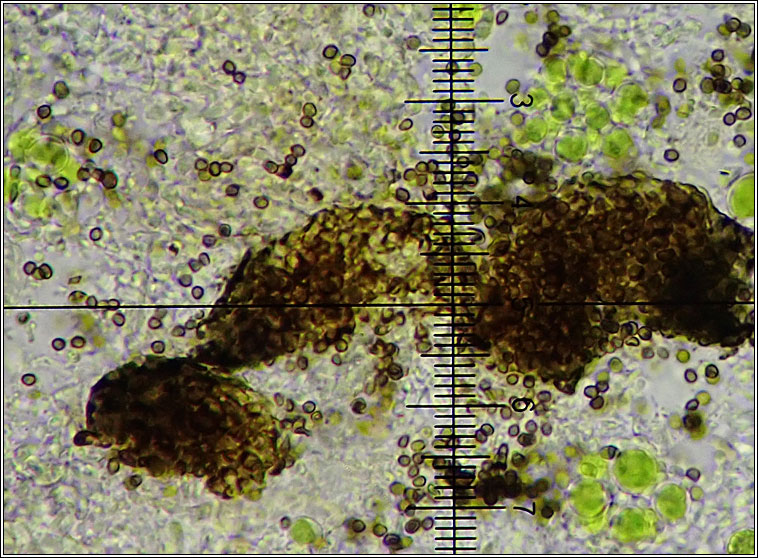 Lichenoconium erodens