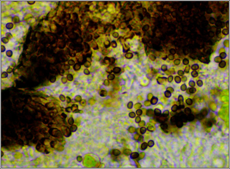 Lichenoconium erodens