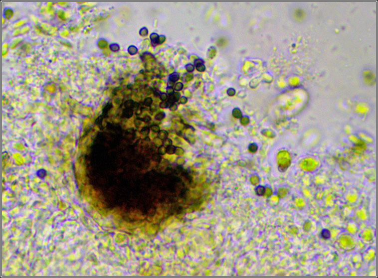 Lichenoconium erodens