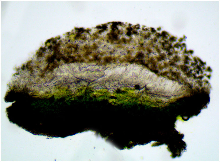 Lecanora carpinea