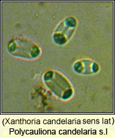 Polycauliona candelaria (Xanthoria candelaria)