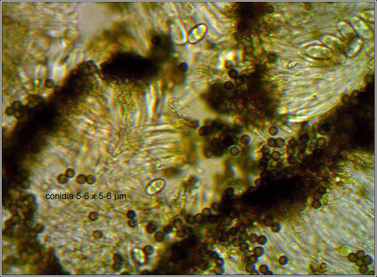 Xanthoriicola physciae, conidia