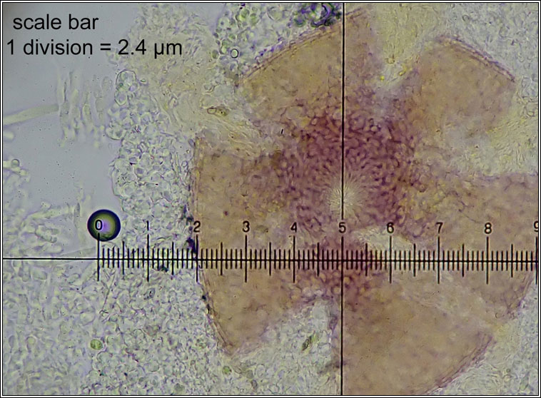 Xenonectriella subimperspicua