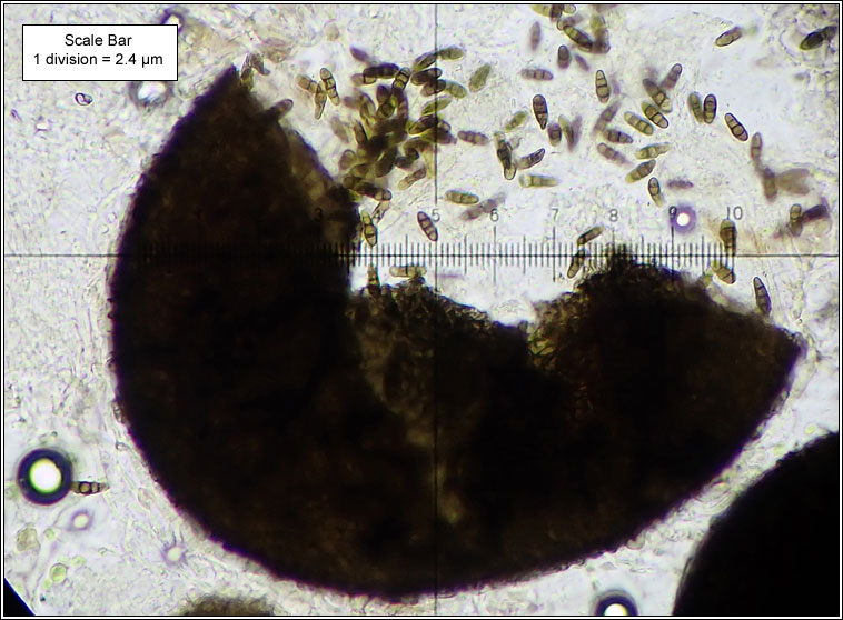 Didymocyrtis ramalinae (teleomorph)