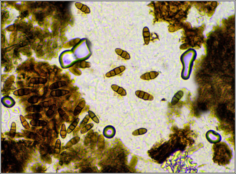 Didymocyrtis ramalinae (teleomorph)