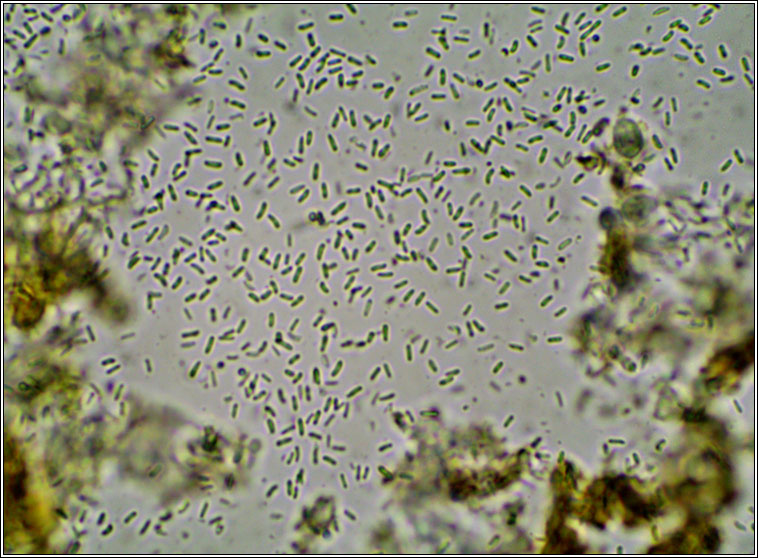 Alyxoria viridipruinosa, Opegrapha viridipruinosa