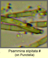 Psammina stipitata, on Punctelia