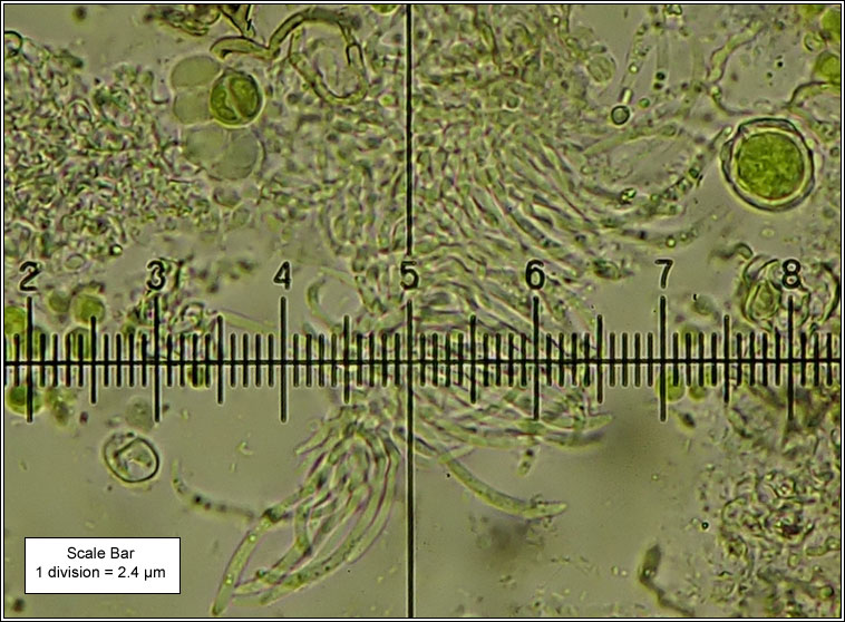 Xenonectriella, anamorph