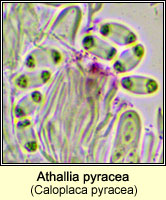 Athallia pyracea (Caloplaca pyracea)