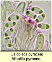 Athallia pyracea (Caloplaca pyracea)