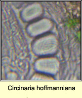 Circinaria hoffmanniana, Aspicilia contorta ssp hoffmaniana