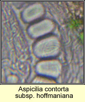 Circinaria hoffmanniana, Aspicilia contorta ssp hoffmaniana