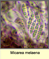 Micarea melaena