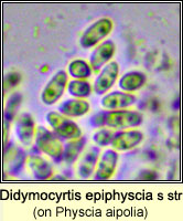 Didymocyrtis epiphyscia sens str on Physcia