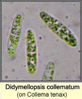 Didymellopsis collematum on Collema tenax v ceranoides