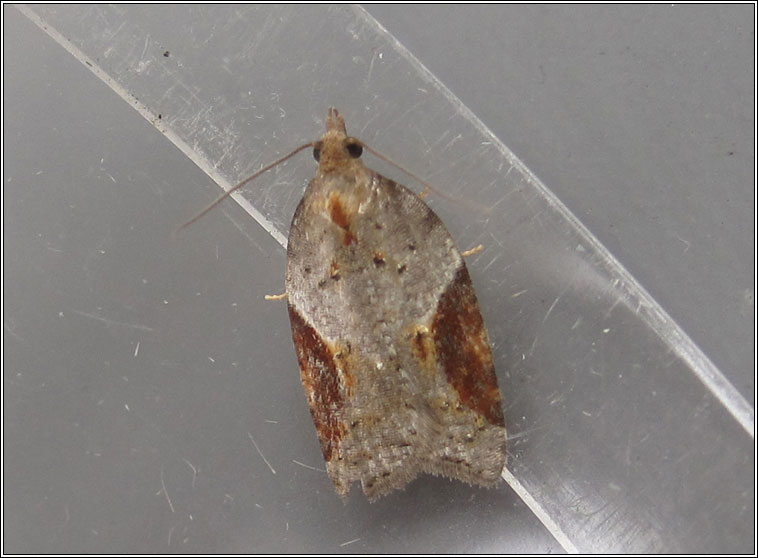 Acleris laterana