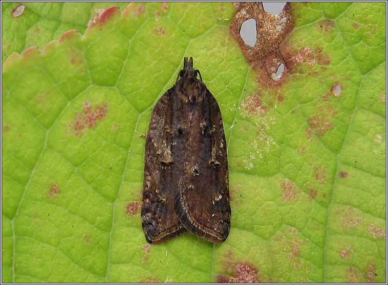 Acleris umbrana