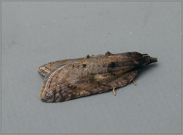 Acleris umbrana