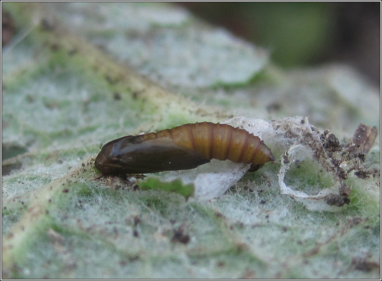 Acleris umbrana