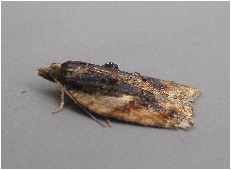 Acleris umbrana